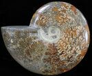 Polished, Agatized Ammonite (Cleoniceras) - Madagascar #59884-1